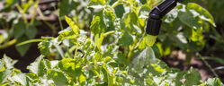 zoom traitement mildiou tomate