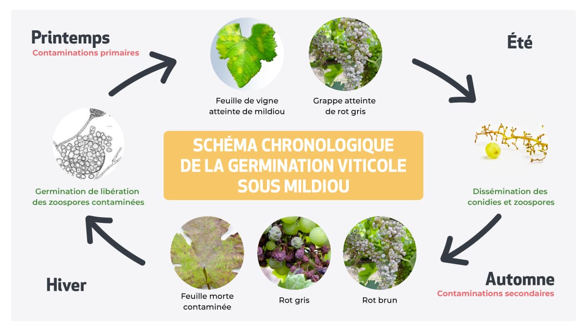 schema chronologique mildiou vigne