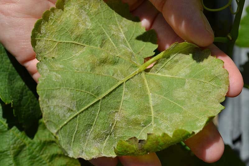 Mildiou vigne taches jaunatres face inferieure jeune feuille