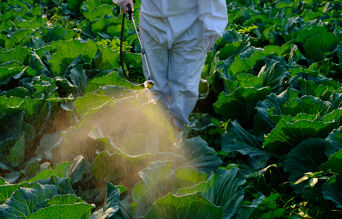 traitement contre le mildiou choux