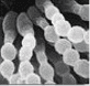 mycotoxines aspergillus sp