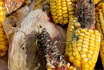mycotoxines mais