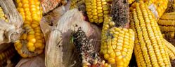 mycotoxines mais
