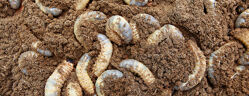 Nématodes anti limaces