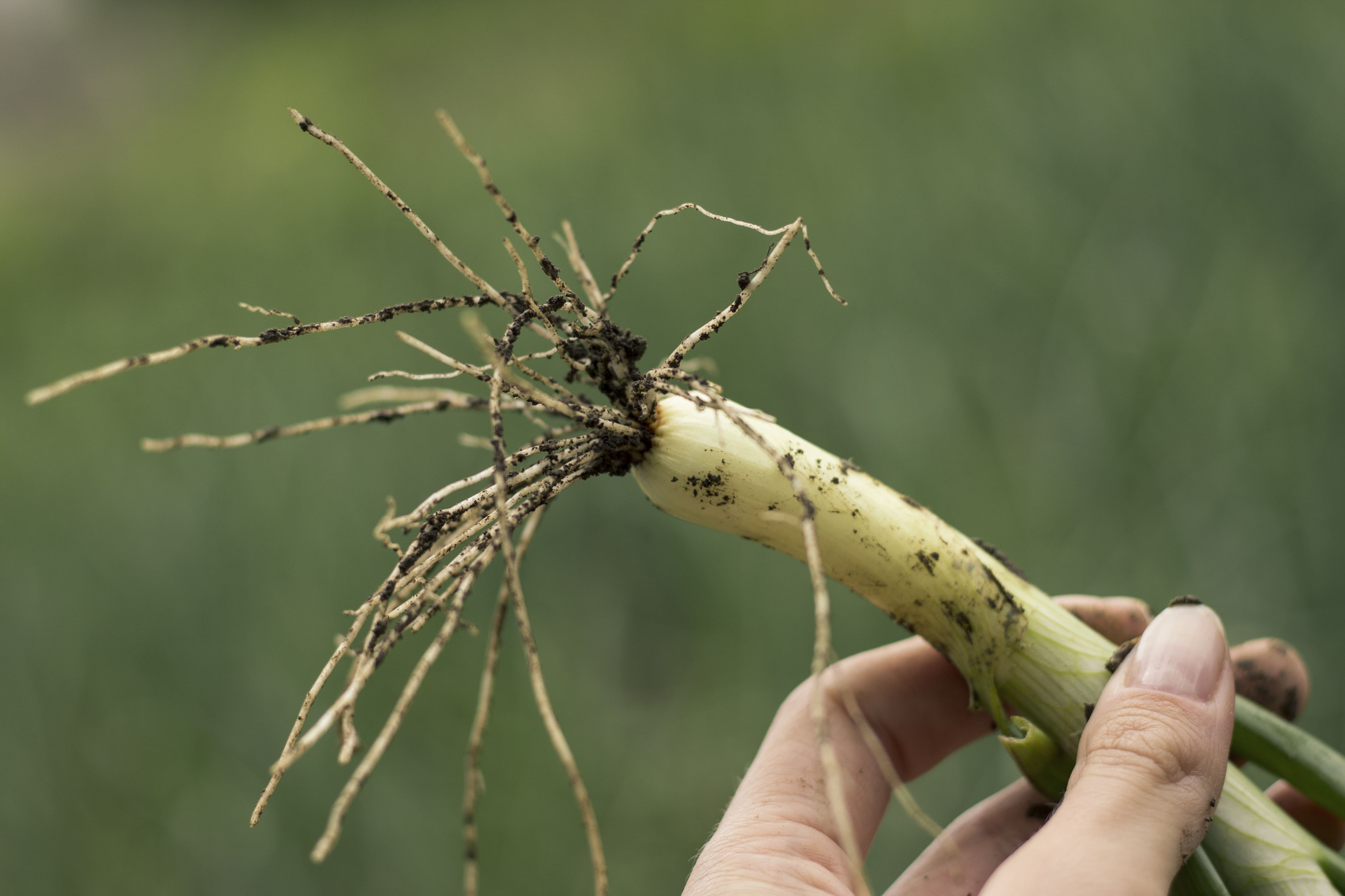 Les nématodes : alliés ou nuisibles dans vos parcelles ?