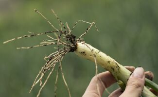 Les nématodes : alliés ou nuisibles dans vos parcelles ?