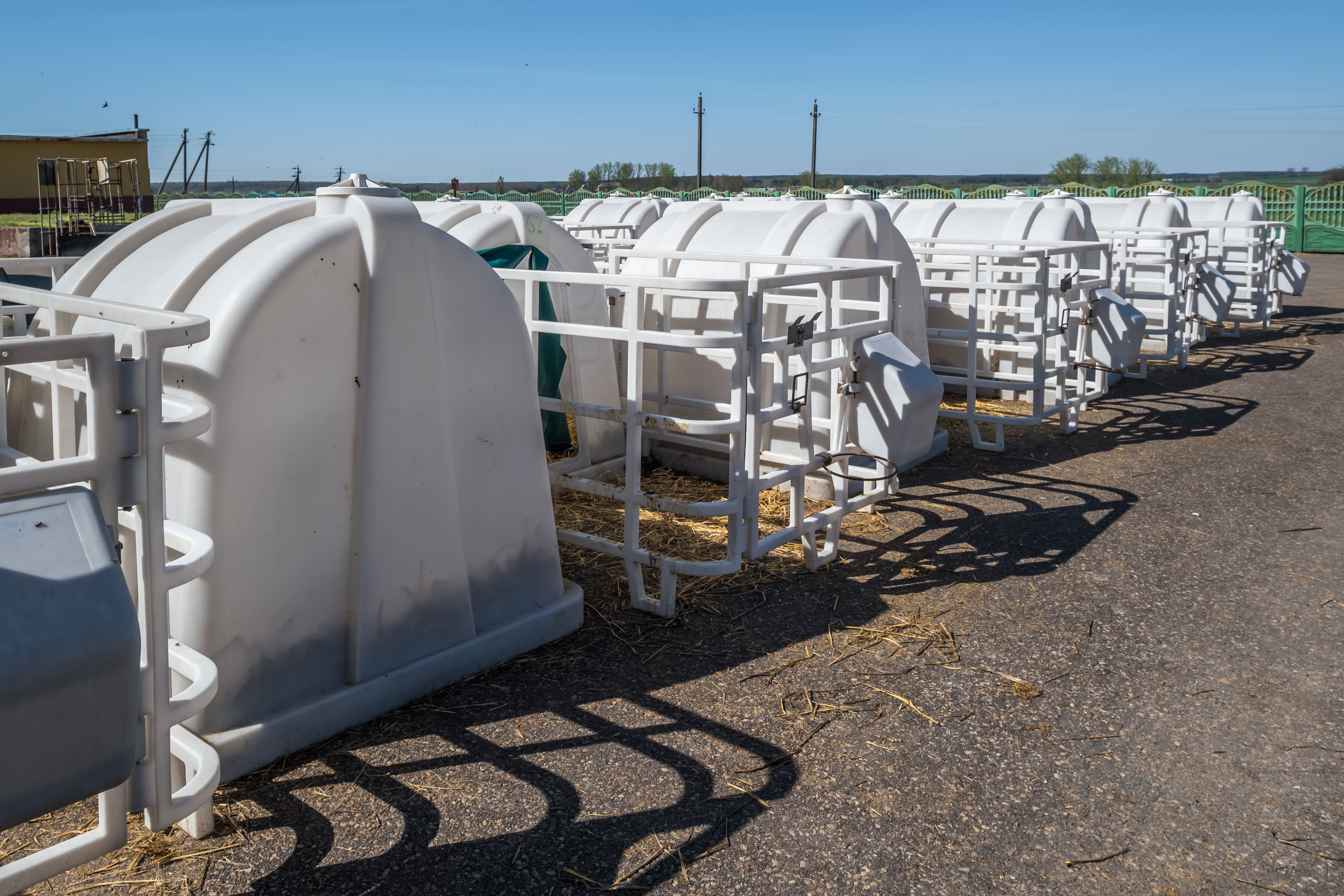 Niche à veau : guide complet pour tout maîtriser