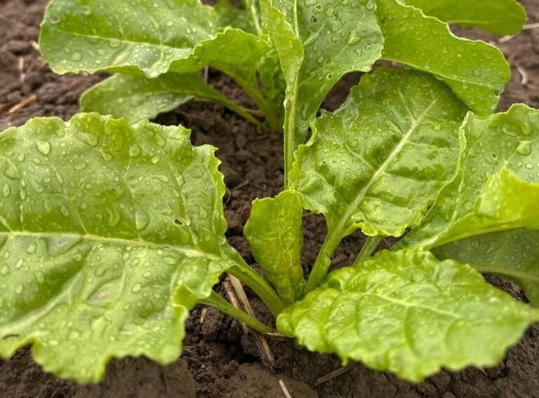Nutrition de la betterave : les clés pour une culture saine et performante