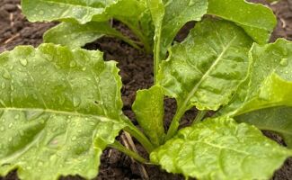 Nutrition de la betterave : les clés pour une culture saine et performante