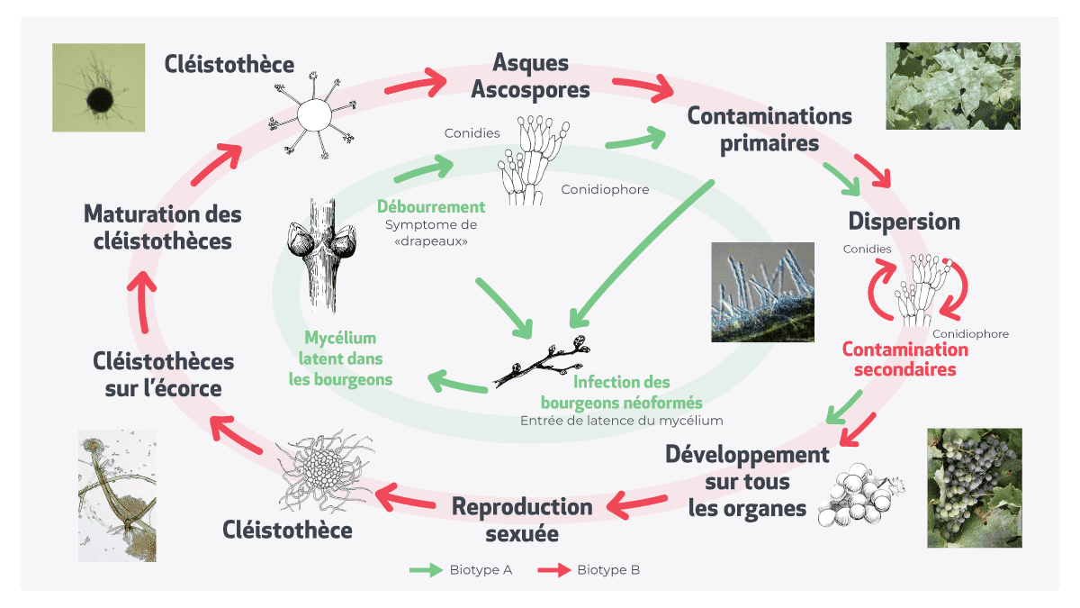 schema developpement oidium vigne