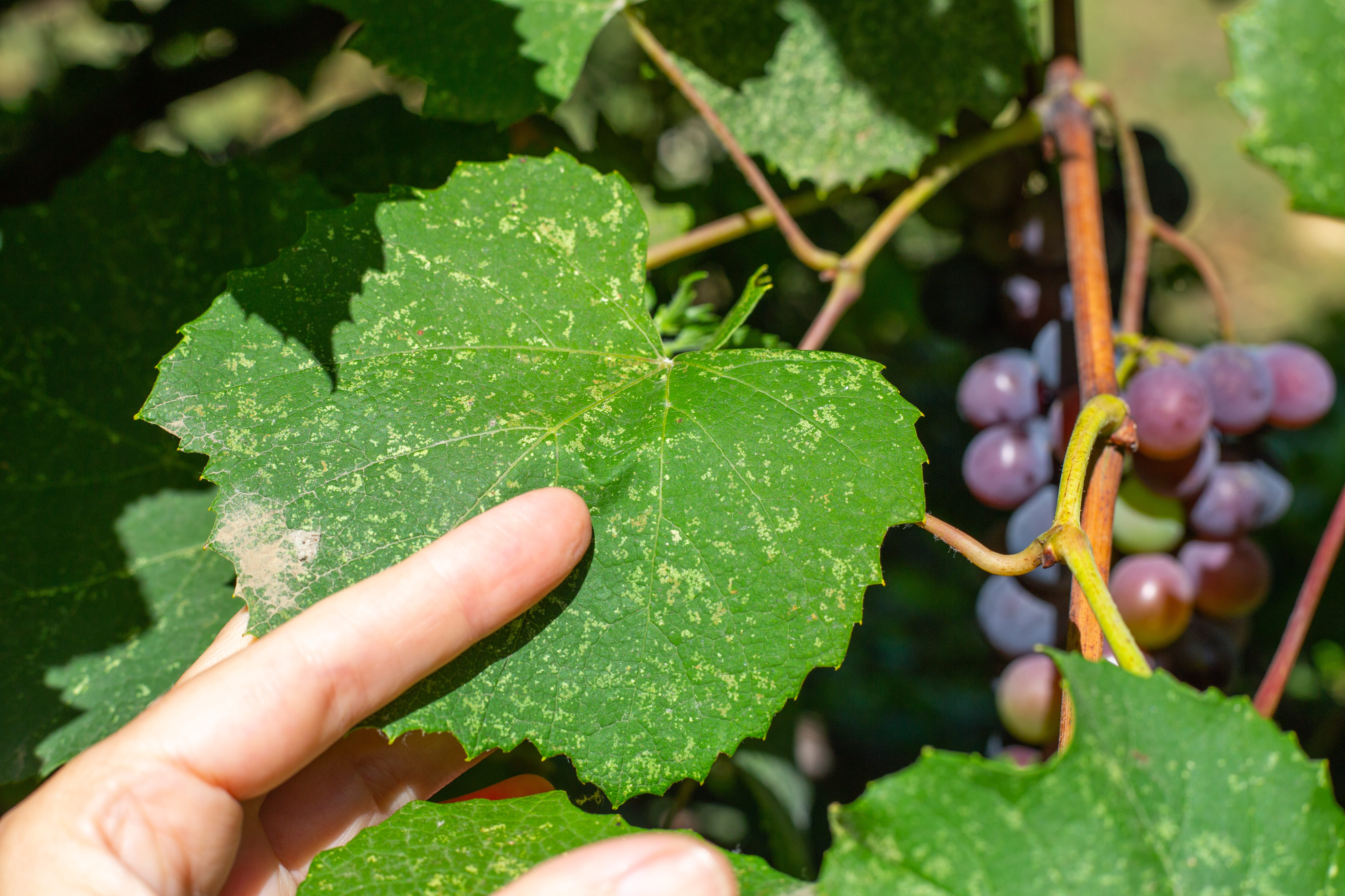 zoom feuille vigne atteinte d'oidium