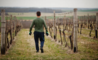 Oïdium de la vigne : caractéristiques, facteurs et traitements curatifs