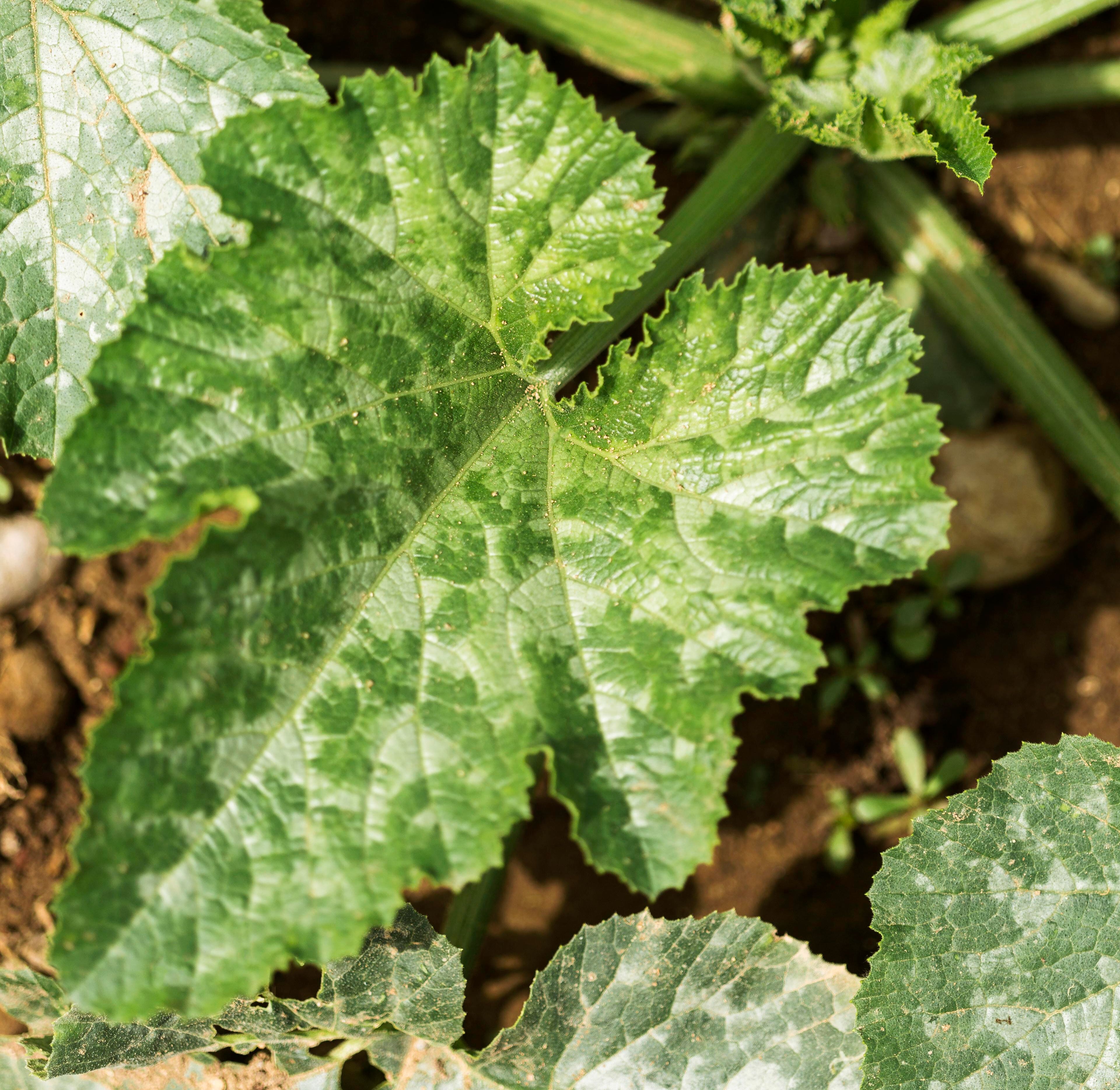 feuille de courgette atteinte d'oidium