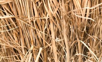 Paille agricole : ce qu’il faut savoir