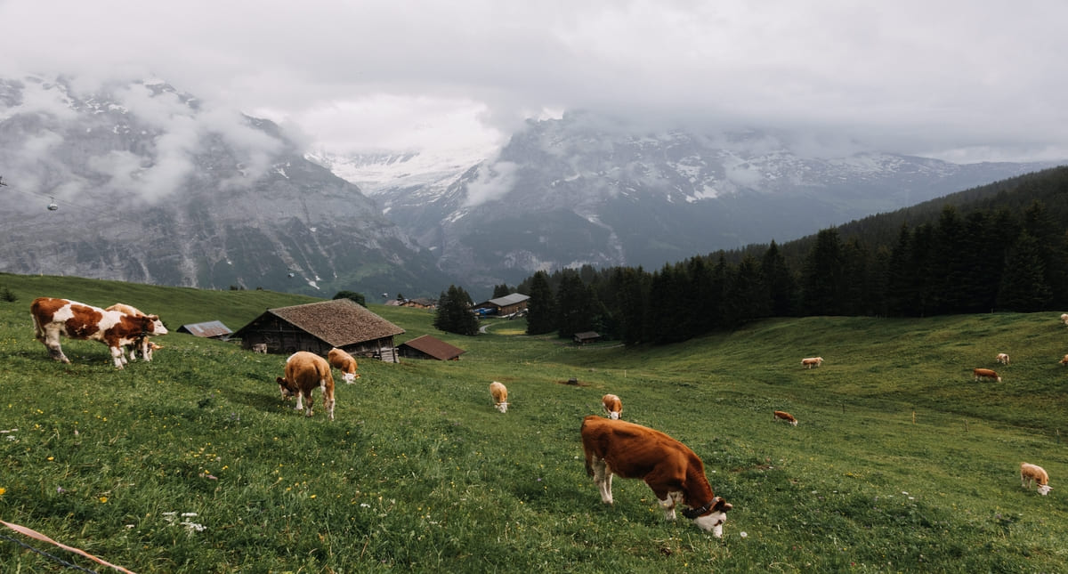 Le pâturage d'altitude: un écosystème singulier