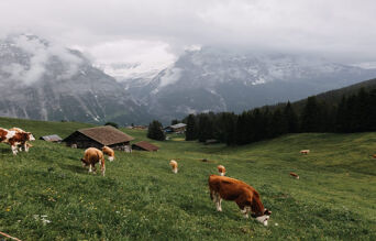 vaches broutant dans un paturage en haute altitude 