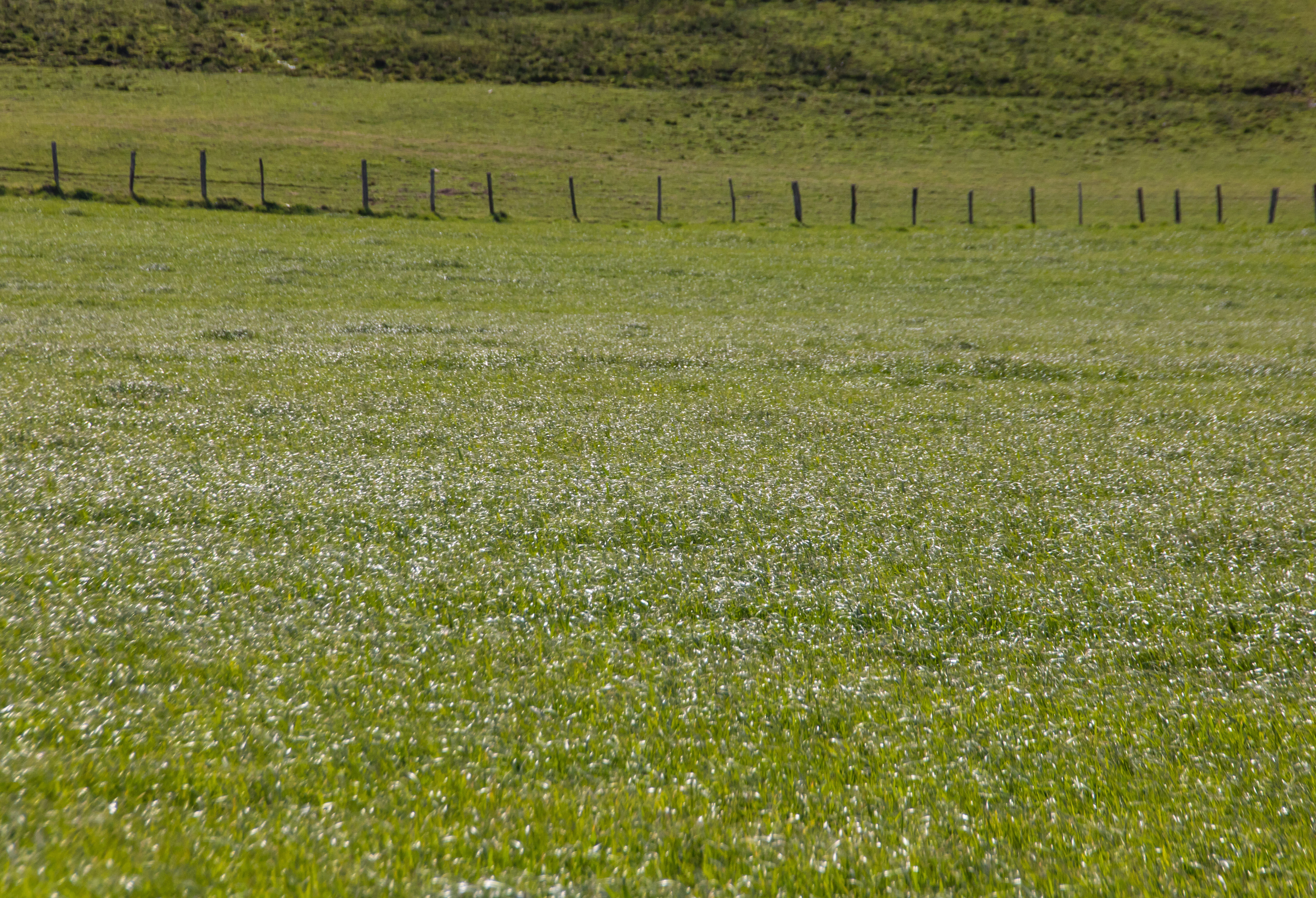 Pâturin des prés : le choix optimal pour les pâturages humides