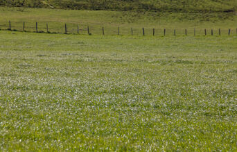 champ paturing des pres