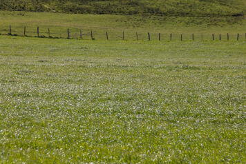 champ paturing des pres