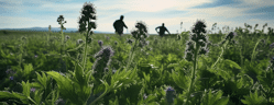 champs de phacélie avec des agriculteurs en arriere plan