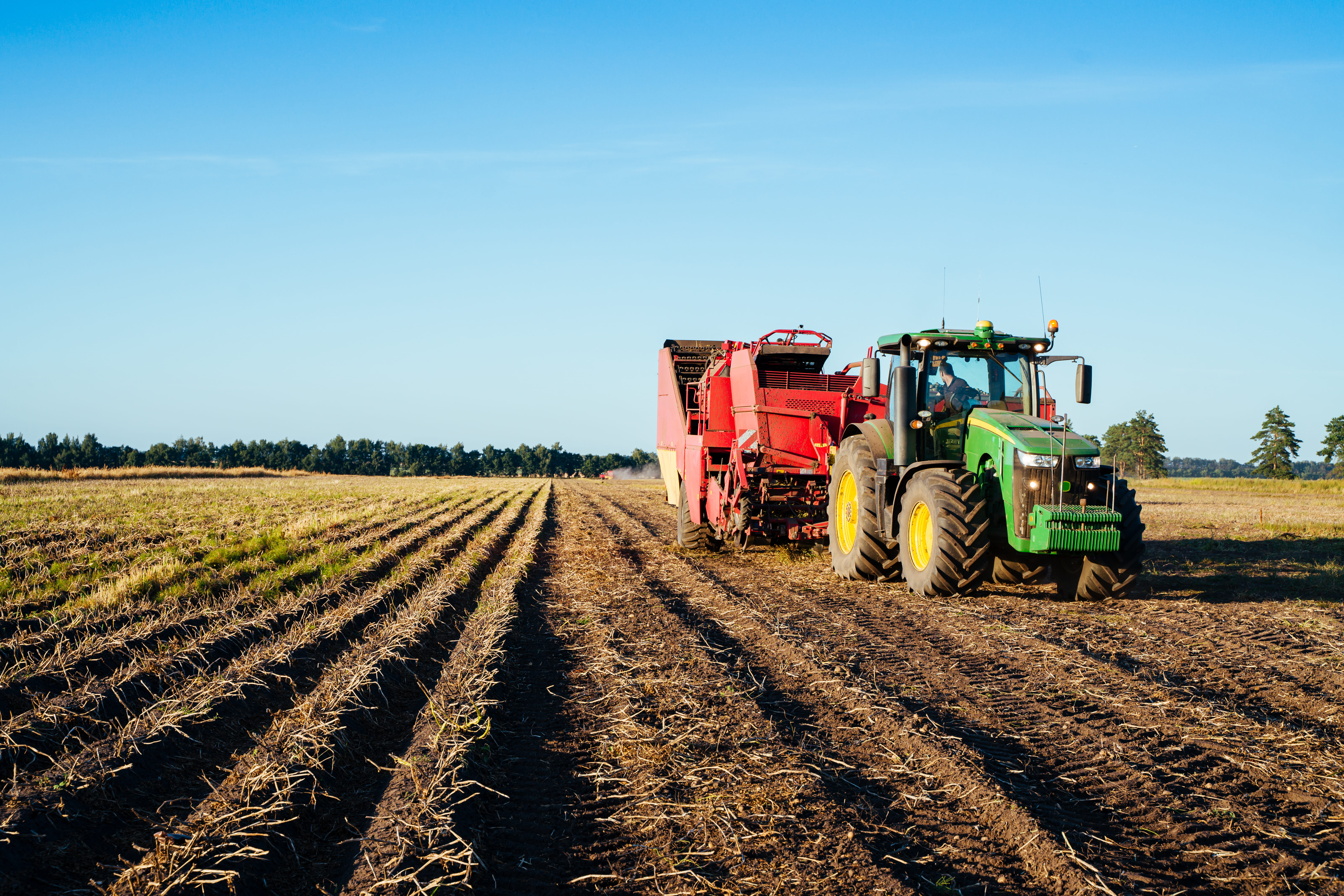 Plant de pomme de terre : gestion, protection et fertilisation avant plantation