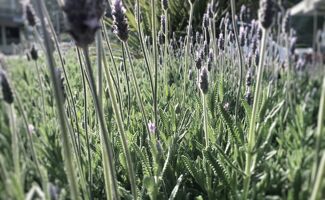 Plantain lancéolé : une plante aux multiples usages