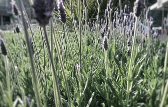plantain lanceole floraison