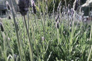 plantain lanceole floraison