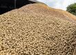 Production pomme de terre : marché, volumes France et prix 2025