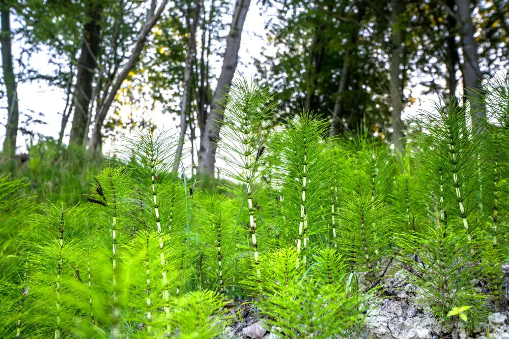 Le purin de prêle : un allié naturel