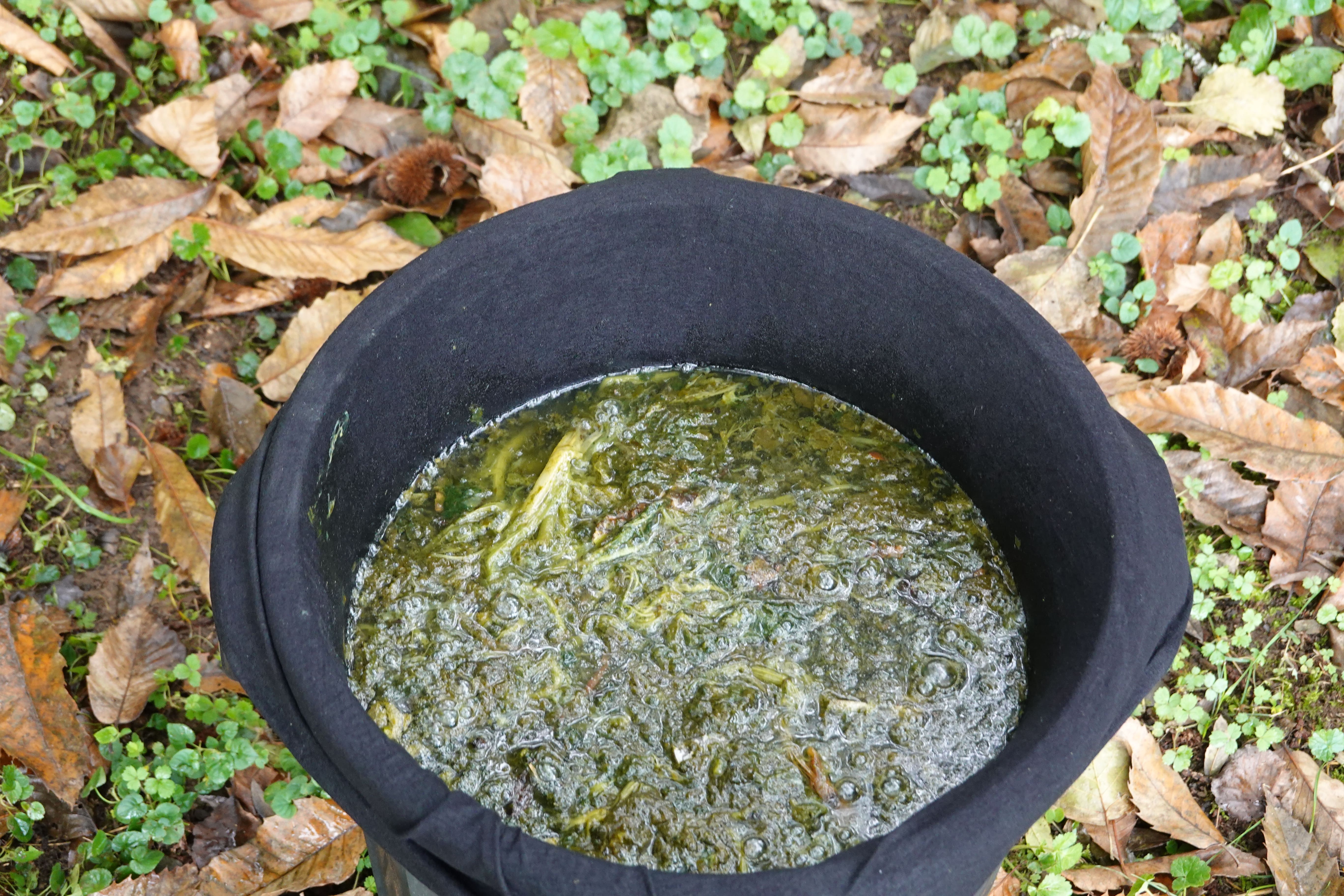 Purin d'ortie , rhubarbe, prêle : Lequel utilisé ?