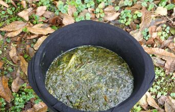 fermentation purin d'ortie