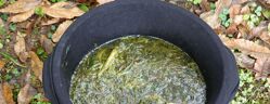 fermentation purin d'ortie