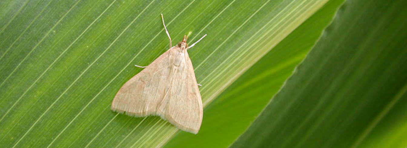 Pyrale du maïs : quels moyens de lutte contre ce ravageur ?