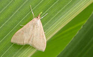 Pyrale du maïs : quels moyens de lutte contre ce ravageur ?