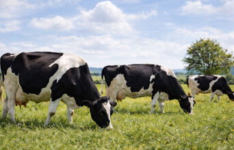 Vaches Holstein dans un pré verdoyant