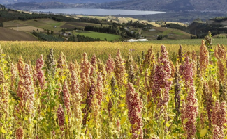 La culture de quinoa : une piste de diversification