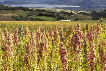 Quinoa