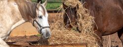 chevaux degustant du foin dans un ratelier