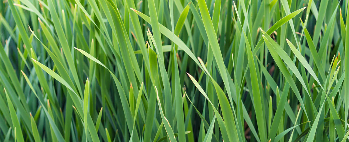 champs céréle verts vue de prés sur des épis