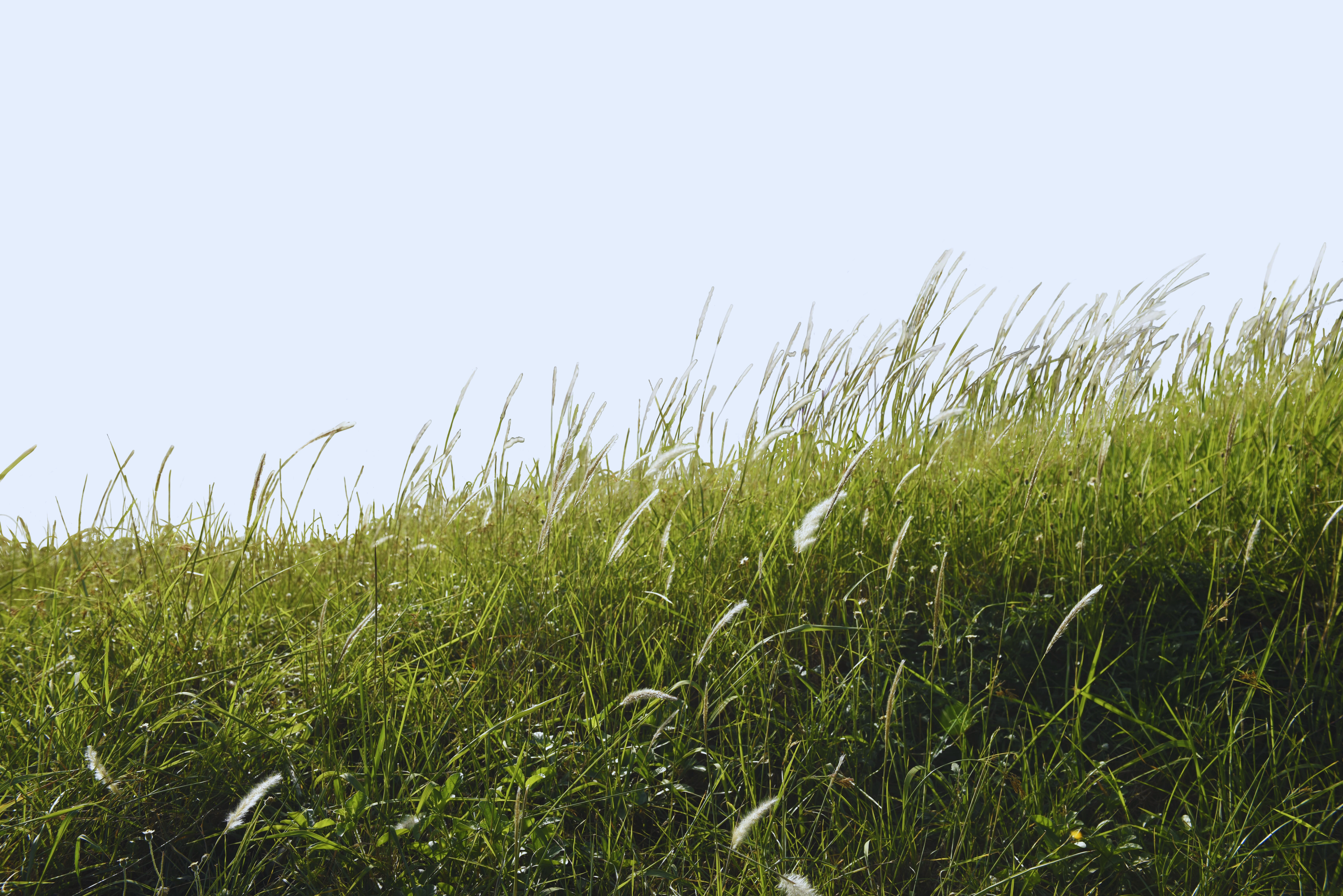 Ray-grass anglais : nos conseils pour faire le bon choix
