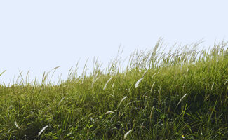 Ray-grass anglais : nos conseils pour faire le bon choix