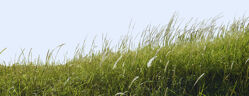 champ ray grass anglais