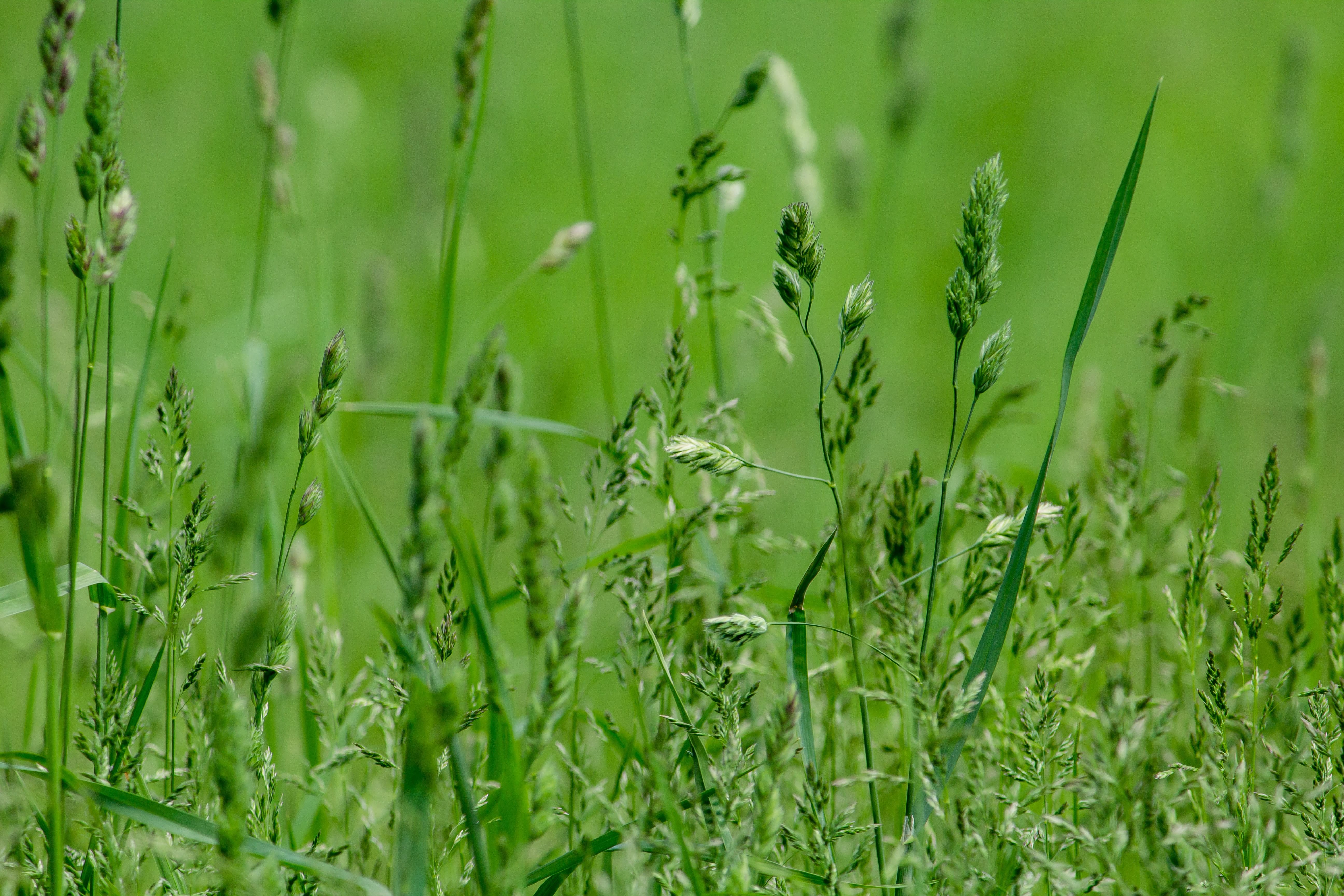 zoom ray grass anglais