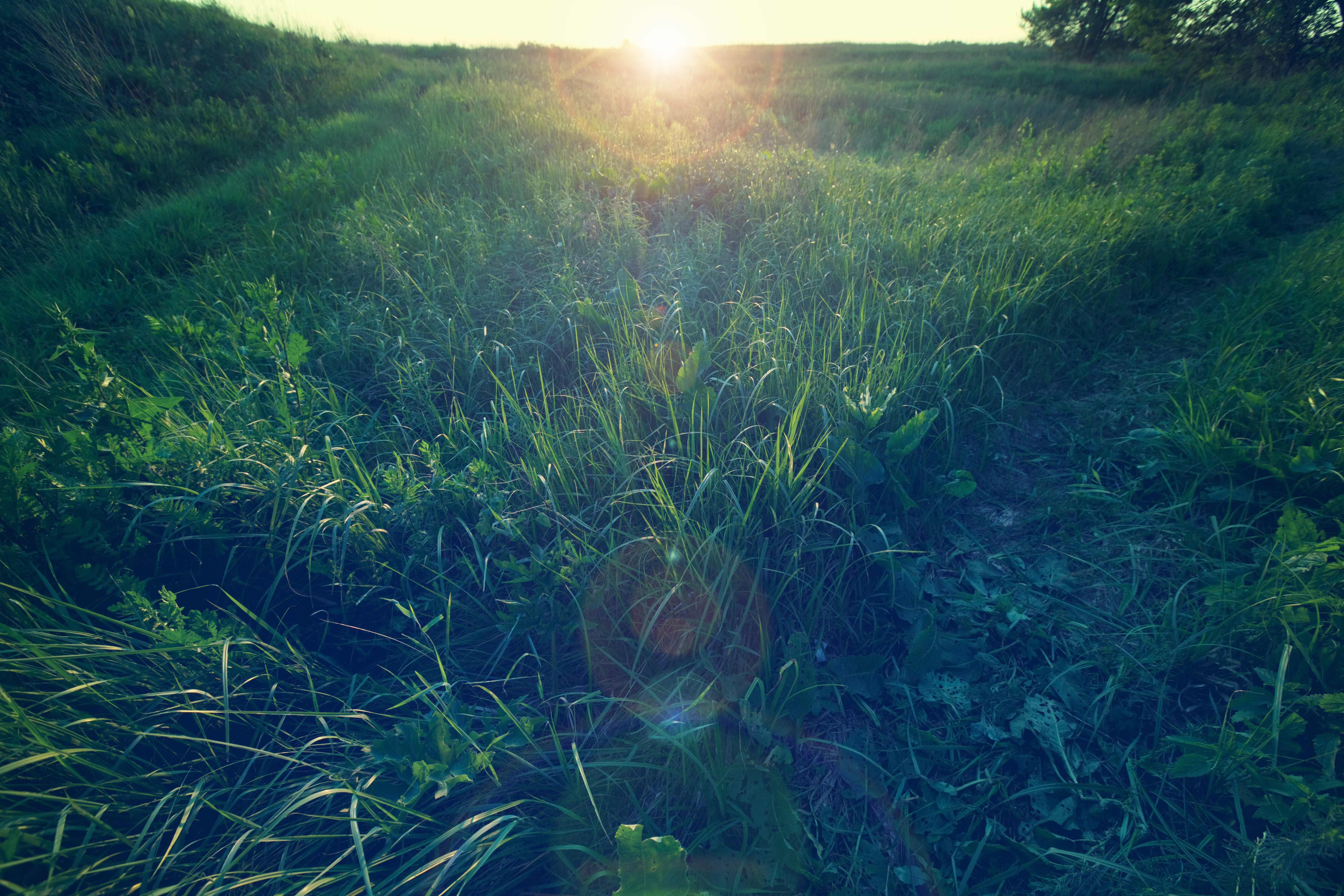 Ray Grass : Comment choisir ? ( gazon , fourrage etc..)
