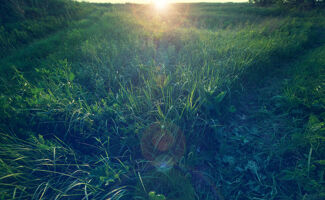 Ray Grass : Comment choisir ? ( gazon , fourrage etc..)