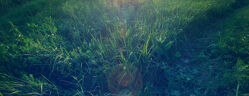 champ ray grass au coucher de soleil