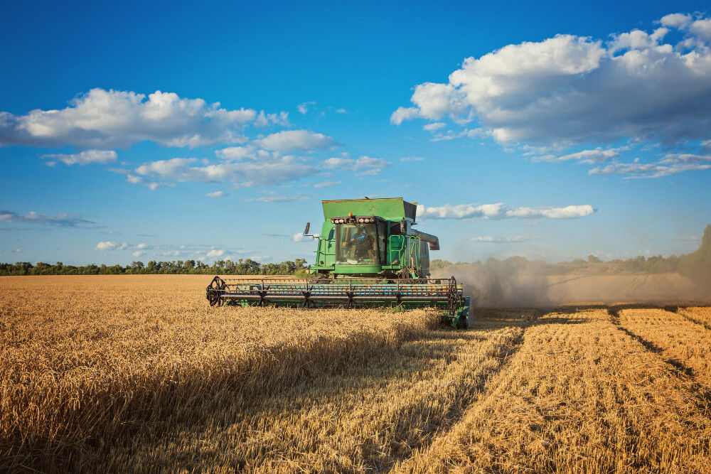 Colza : comment optimiser sa récolte ?