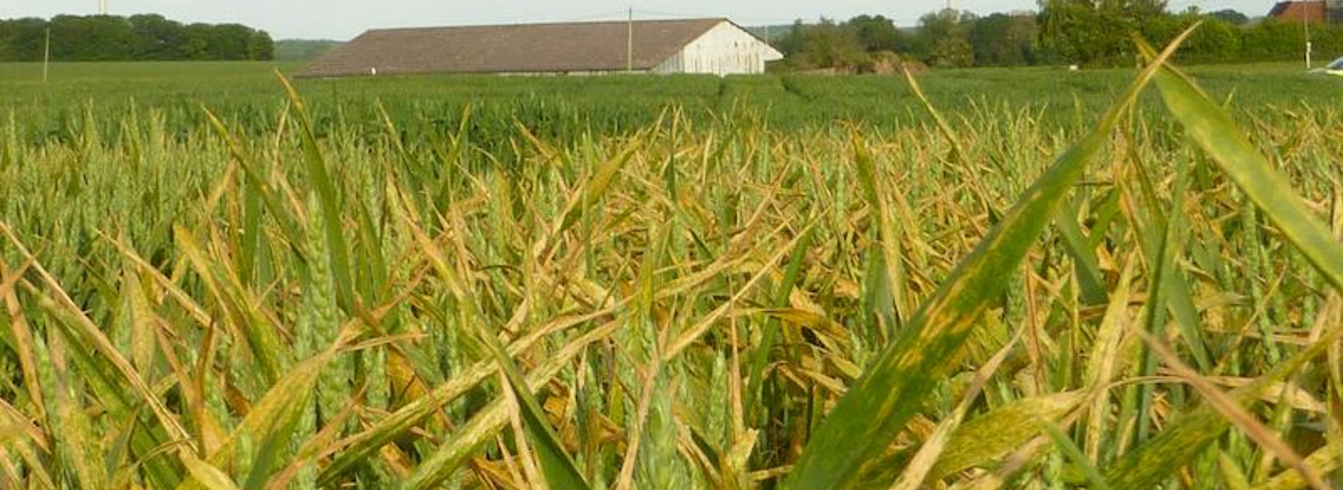 Tout savoir sur la rouille jaune du blé : caractéristiques et traitements