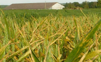 Tout savoir sur la rouille jaune du blé : caractéristiques et traitements